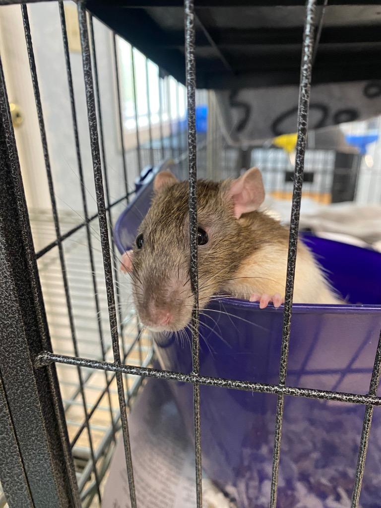 Enlarge Fievel, a Adoptable Rat in Fall River, MA image 1/1