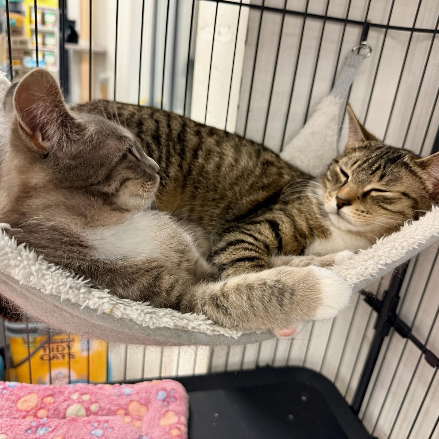 Rosie, Adoptable, Kitten Female Domestic Short Hair.