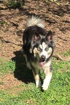Sundae, ADOPTABLE, Young Female Siberian Husky.