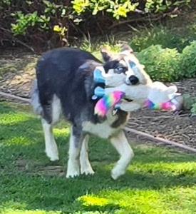 Enlarge Sundae, a ADOPTABLE mixed breed in Campbell, CA image 4/5