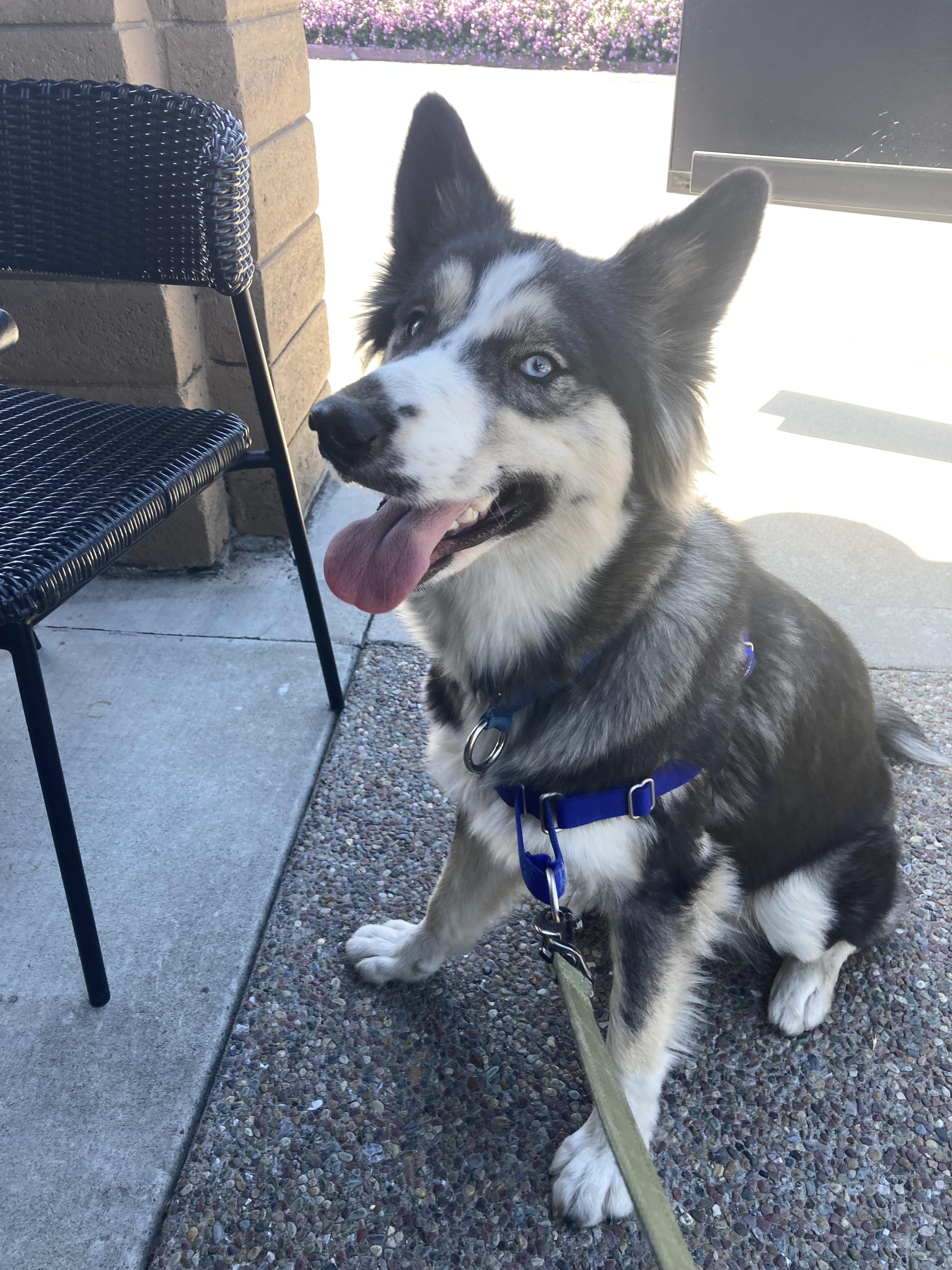 Sundae, a ADOPTABLE mixed breed in Campbell, CA image 3/6