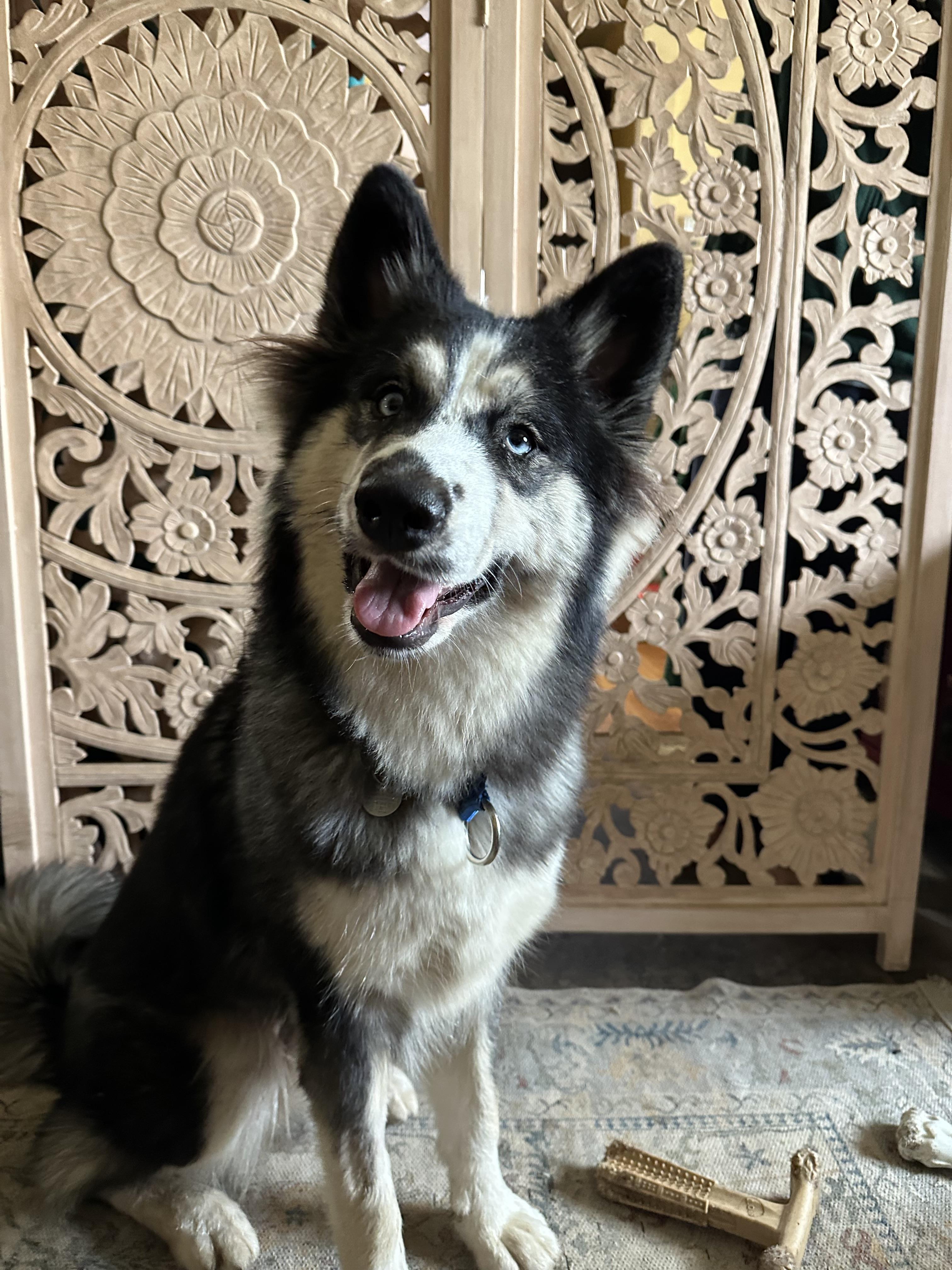 Sundae, a ADOPTABLE mixed breed in Campbell, CA image 2/2