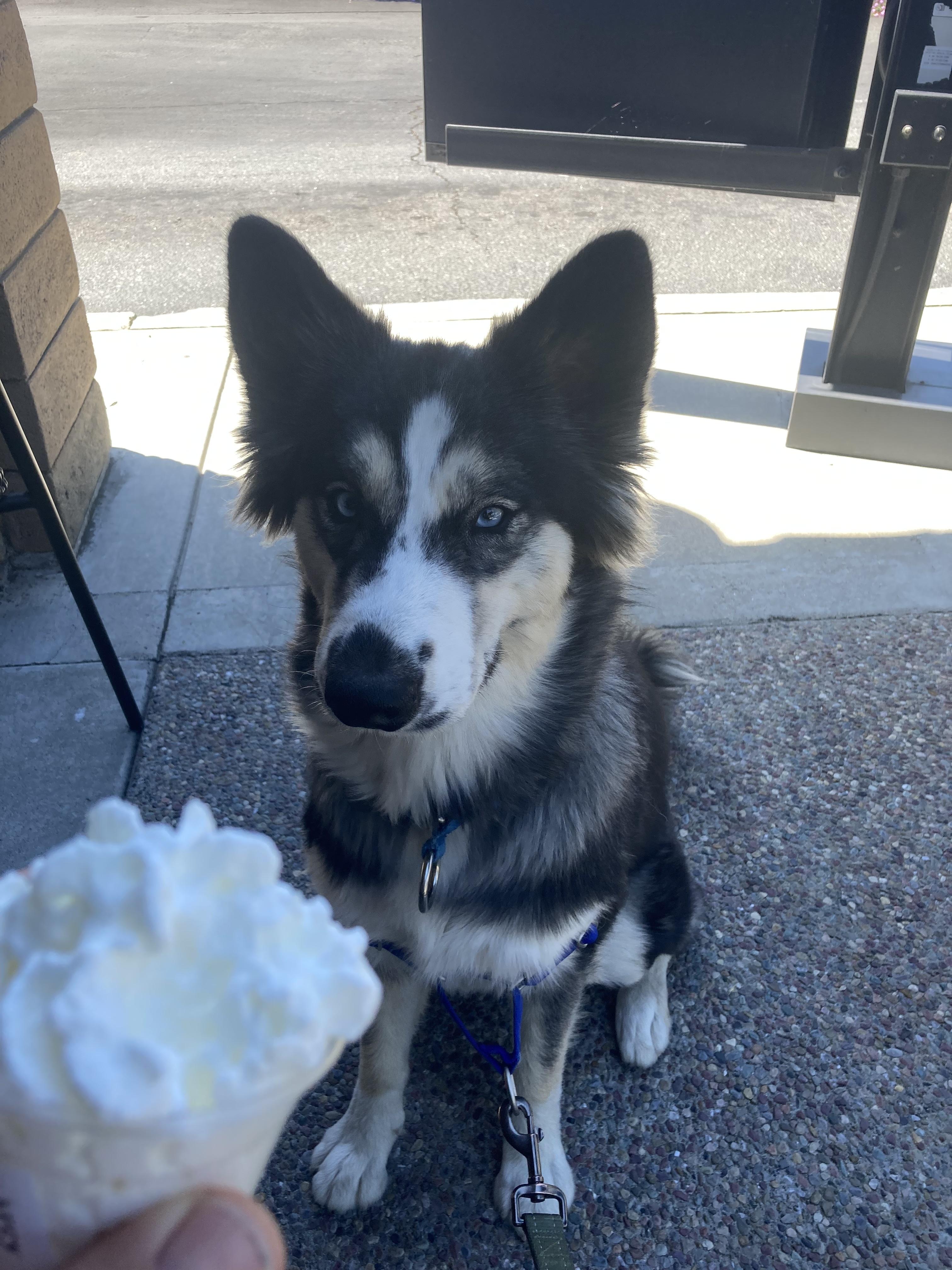 Sundae, ADOPTABLE, Young Female Siberian Husky.