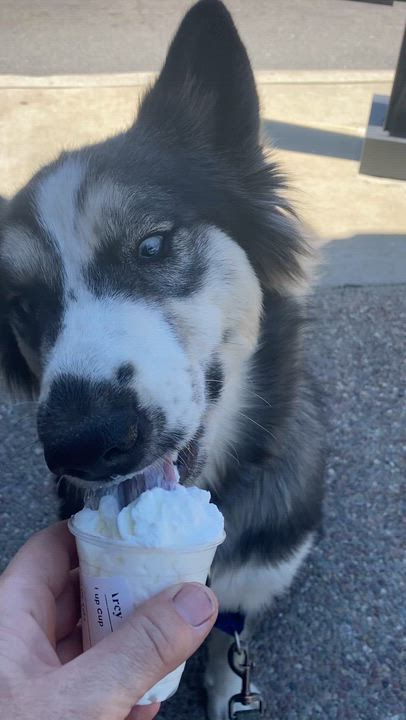 Enlarge Sundae, a ADOPTABLE mixed breed in Campbell, CA video 5/6