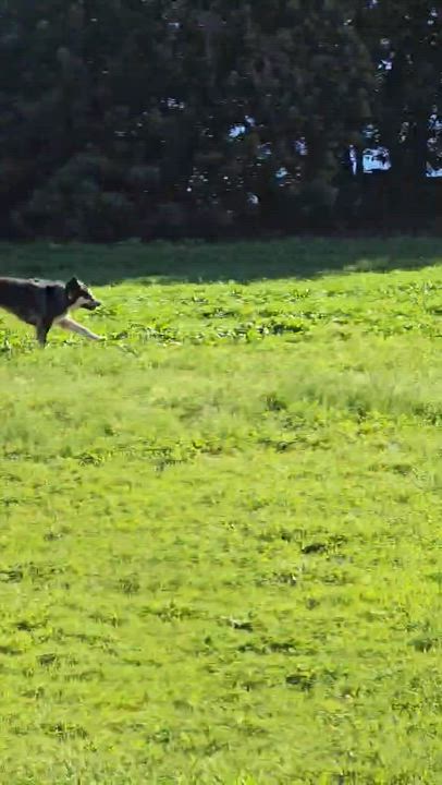 Enlarge Sundae, a ADOPTABLE mixed breed in Campbell, CA video 3/5