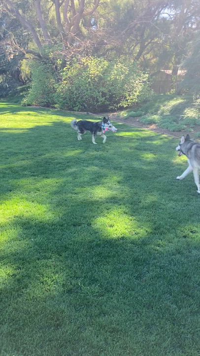 Enlarge Sundae, a ADOPTABLE mixed breed in Campbell, CA video 5/5