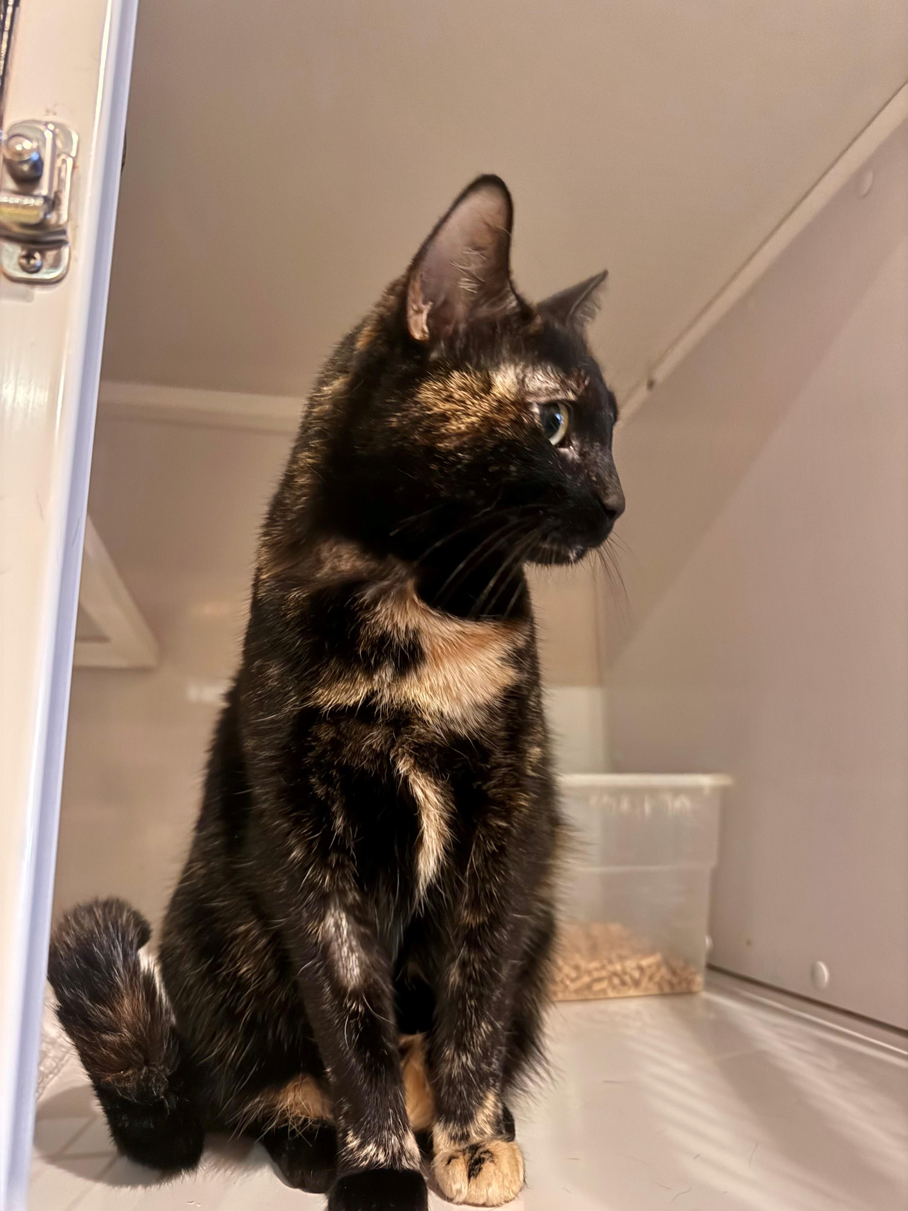 Enlarge Tori, an adopted mixed breed in Memphis, TN image 2/2