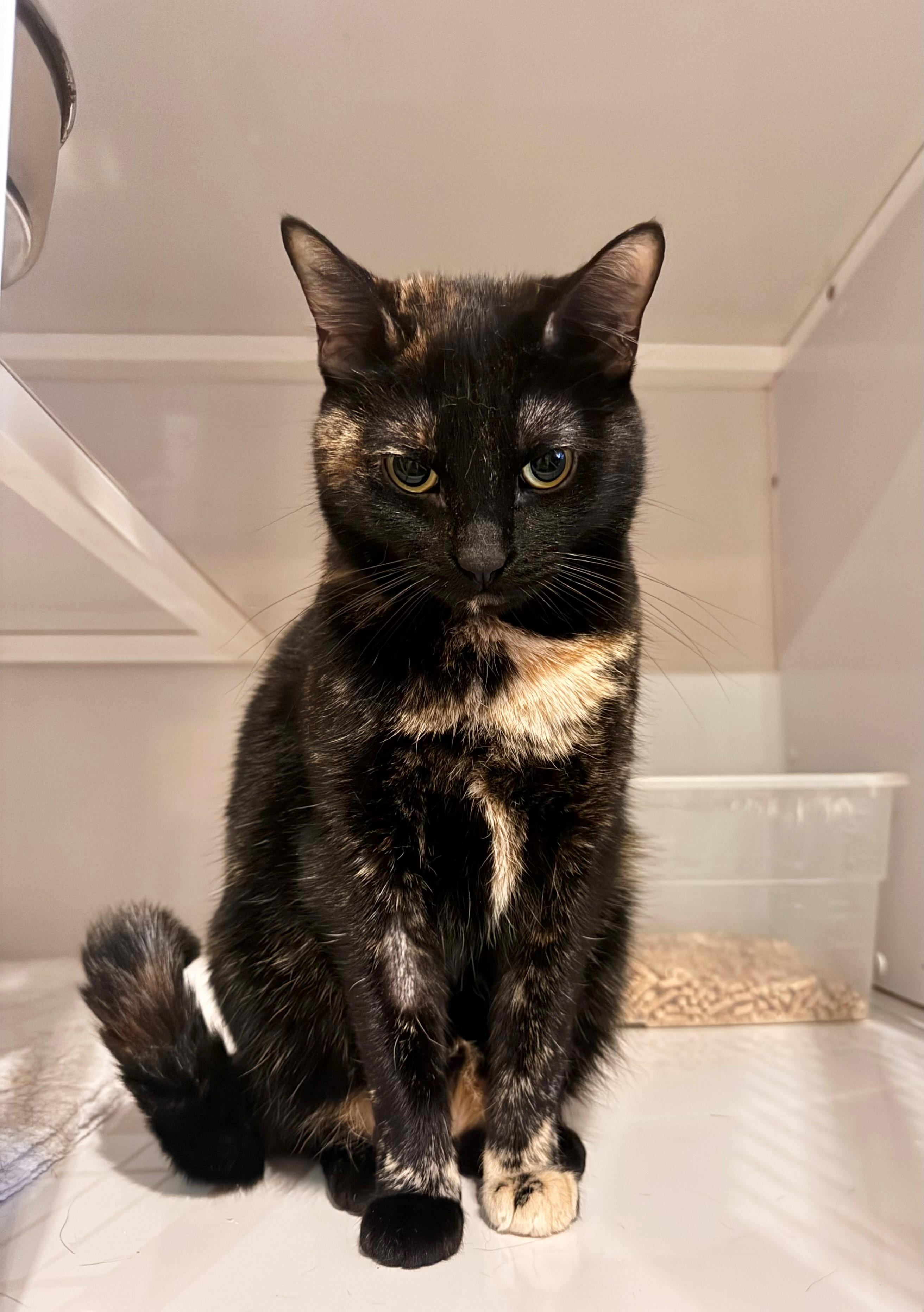 Enlarge Tori, an adopted mixed breed in Memphis, TN image 1/2