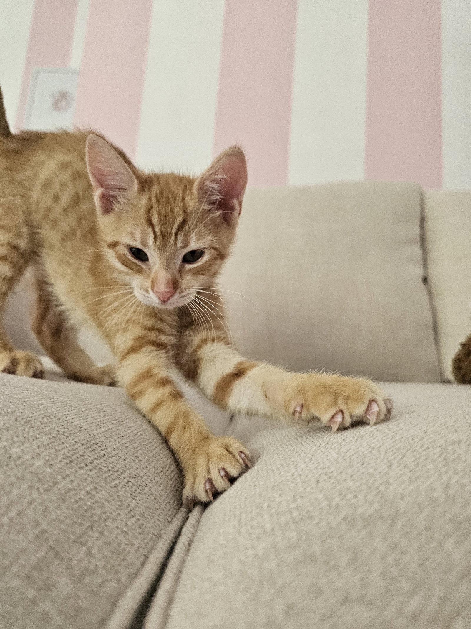 Jack Daniel's, Adoptable, Young Male Domestic Short Hair.