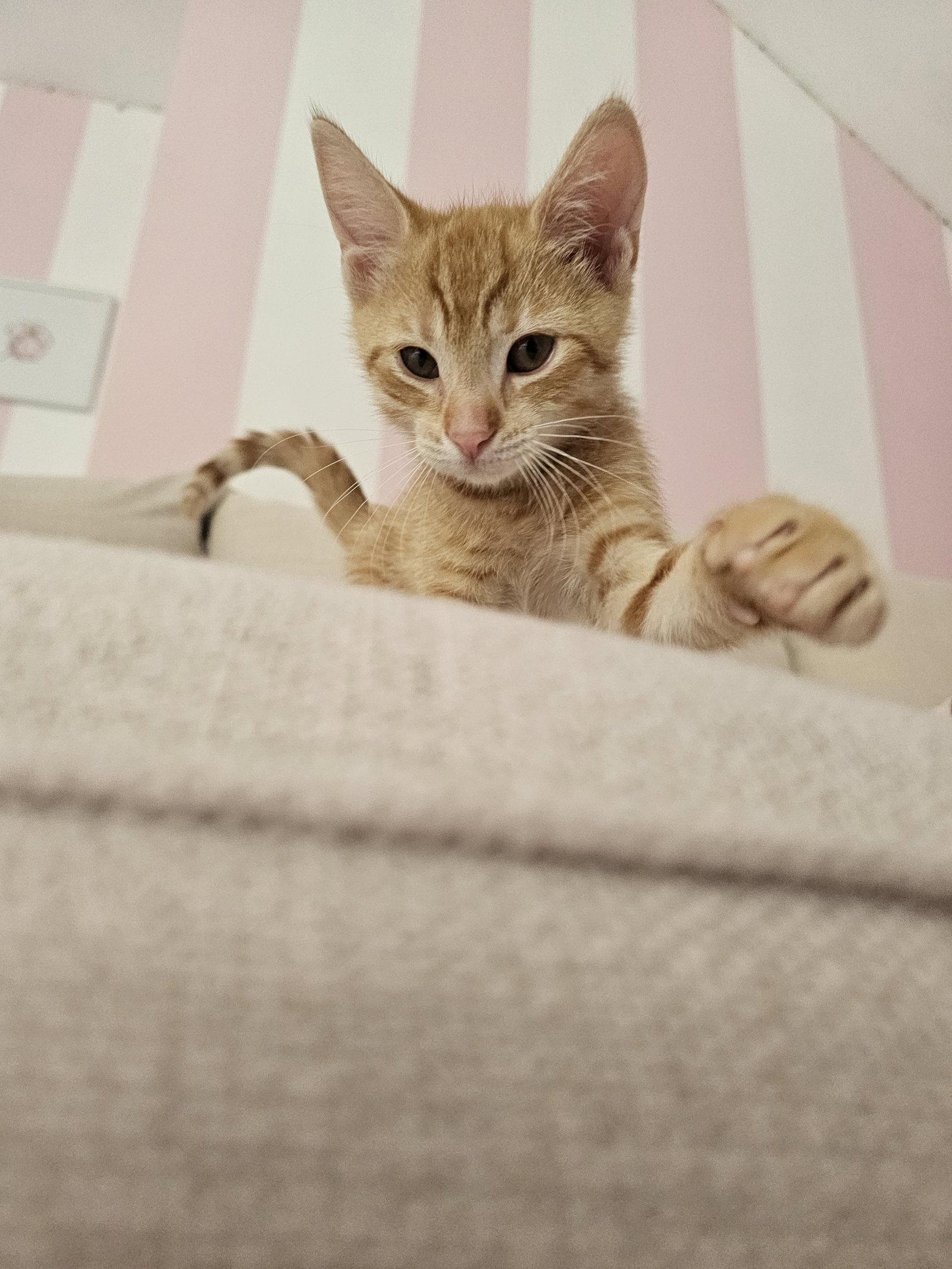 Jack Daniel's, a Adoptable Domestic Short Hair in Sicklerville , NJ image 2/3