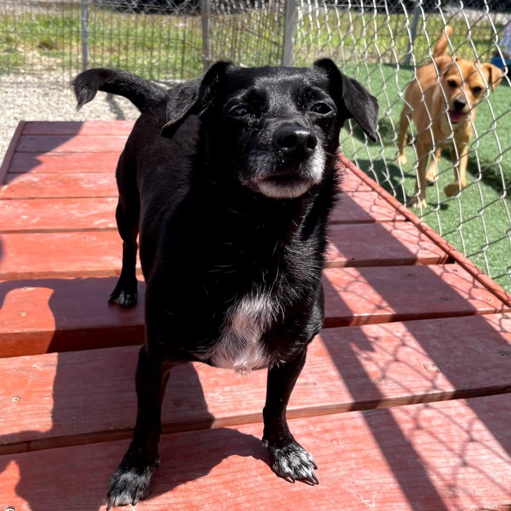 Morticia/A1038510, Adoptable, Adult Female Chihuahua.