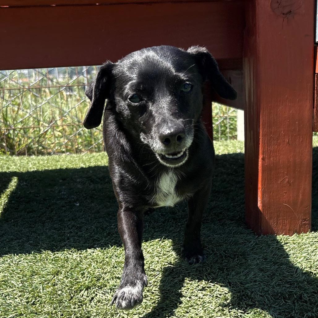 Morticia/A1038510, a Adoptable Chihuahua in San Pablo, CA image 3/6