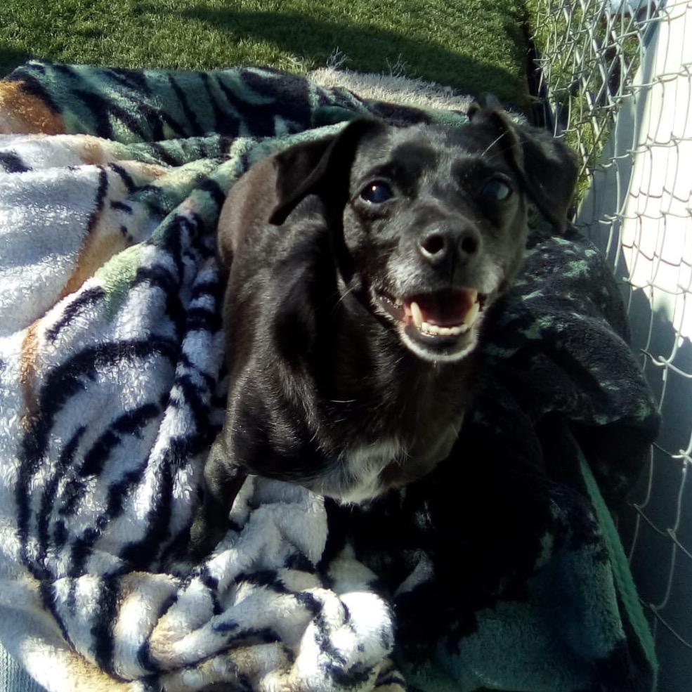 Morticia/A1038510, a Adoptable Chihuahua in San Pablo, CA image 4/6