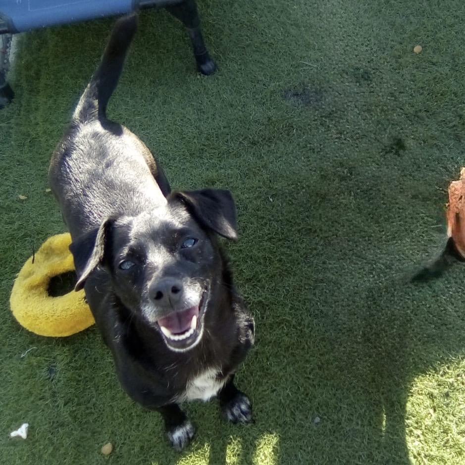Morticia/A1038510, a Adoptable Chihuahua in San Pablo, CA image 5/6