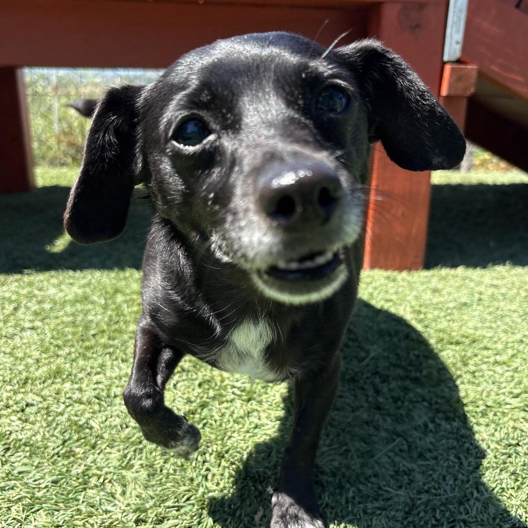Morticia/A1038510, a Adoptable Chihuahua in San Pablo, CA image 6/6