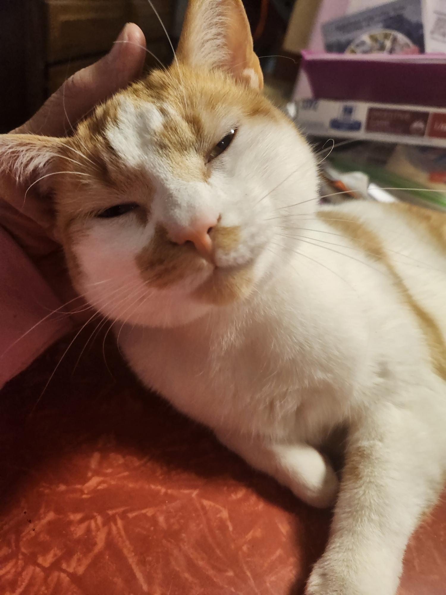 Phil, ADOPTABLE, Adult Male Domestic Short Hair.