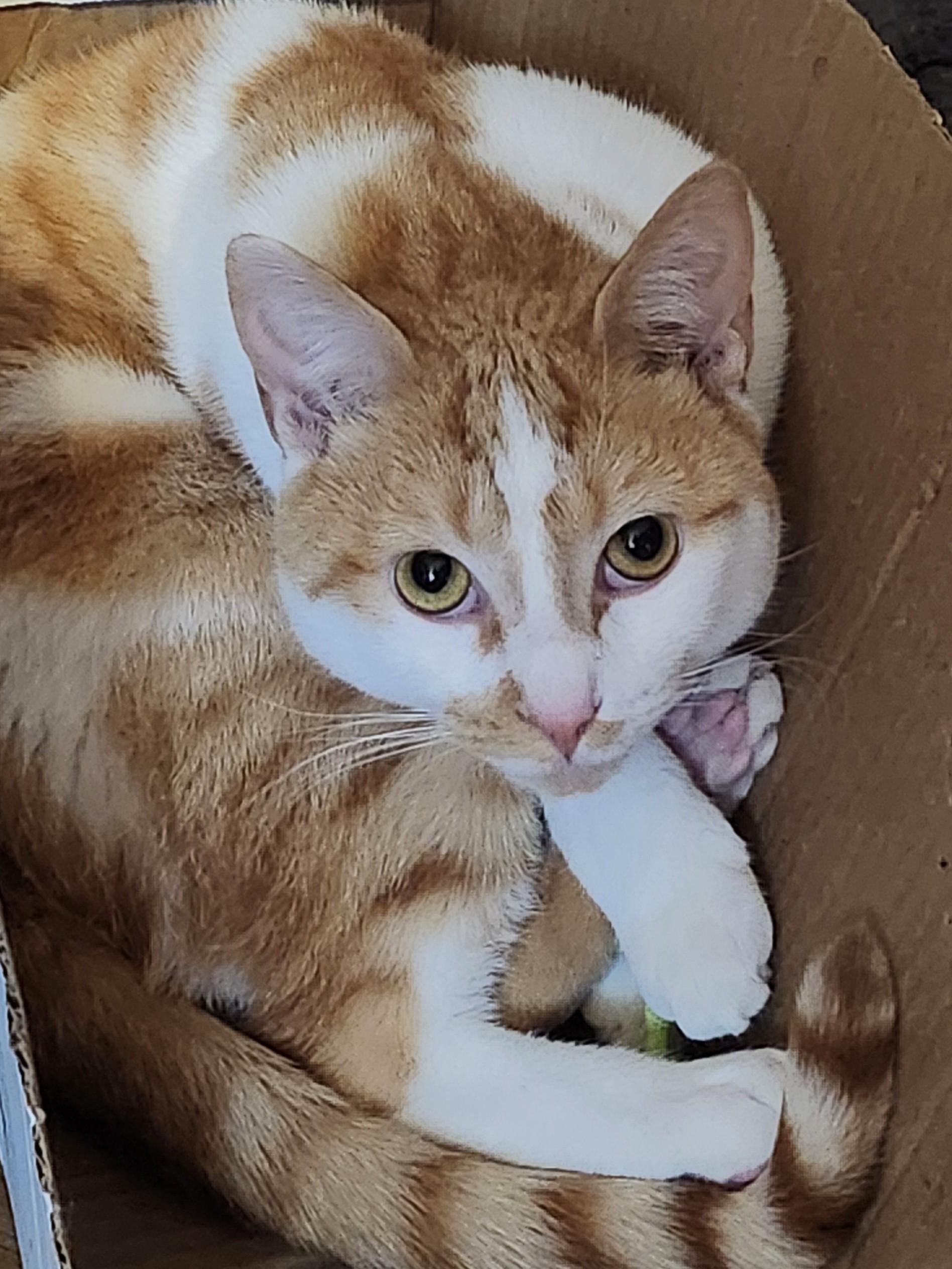 Enlarge Phil, a ADOPTABLE Domestic Short Hair in Howard, PA image 2/2