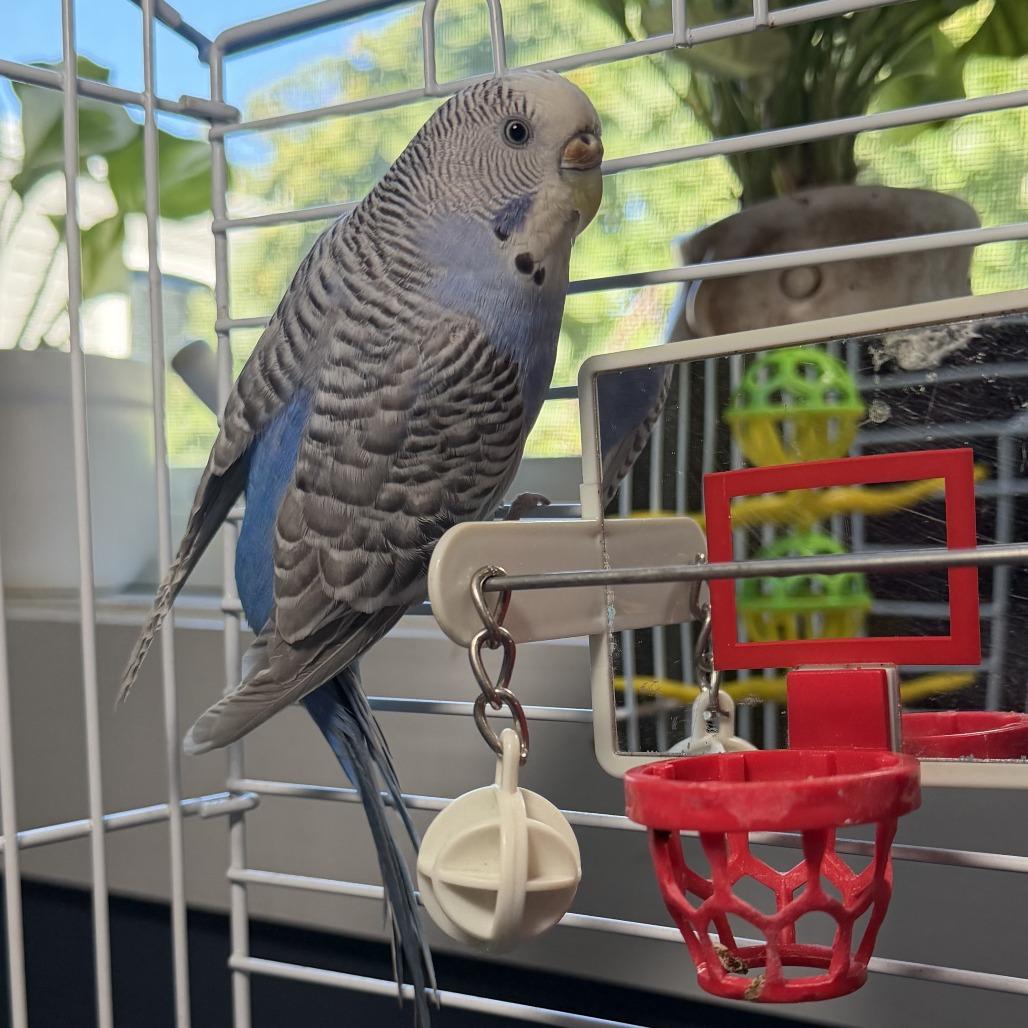 Enlarge Feathered Wonder*Bonded w/ Sir Tweets a Lot*, a Adoptable Parakeet (Other) in Kennebunk, ME image 1/3