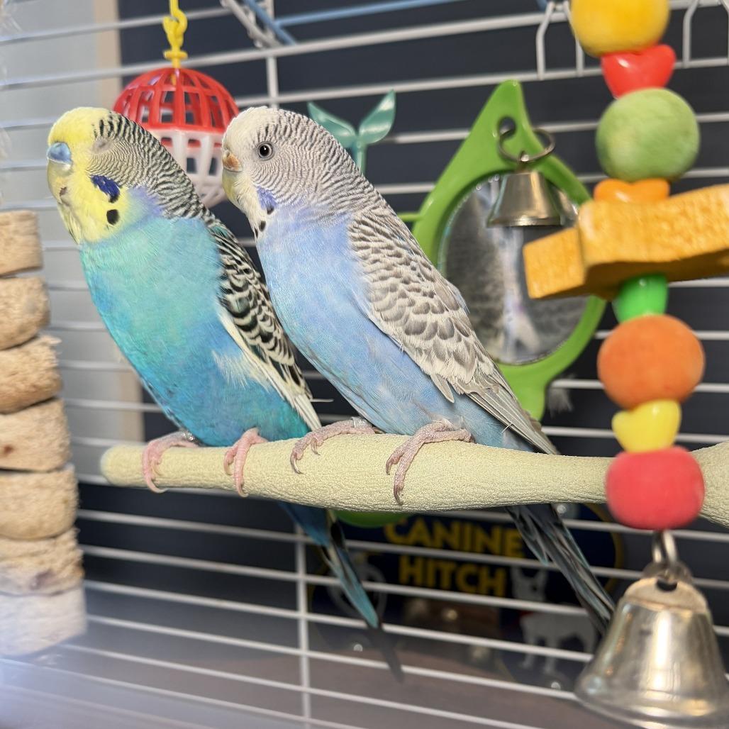Enlarge Feathered Wonder*Bonded w/ Sir Tweets a Lot*, a Adoptable Parakeet (Other) in Kennebunk, ME image 2/3
