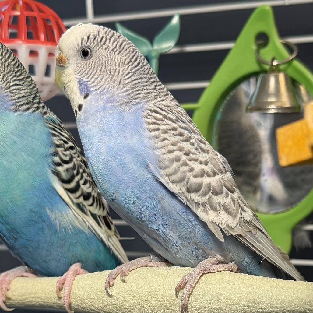Enlarge Feathered Wonder*Bonded w/ Sir Tweets a Lot*, a Adoptable Parakeet (Other) in Kennebunk, ME image 3/3