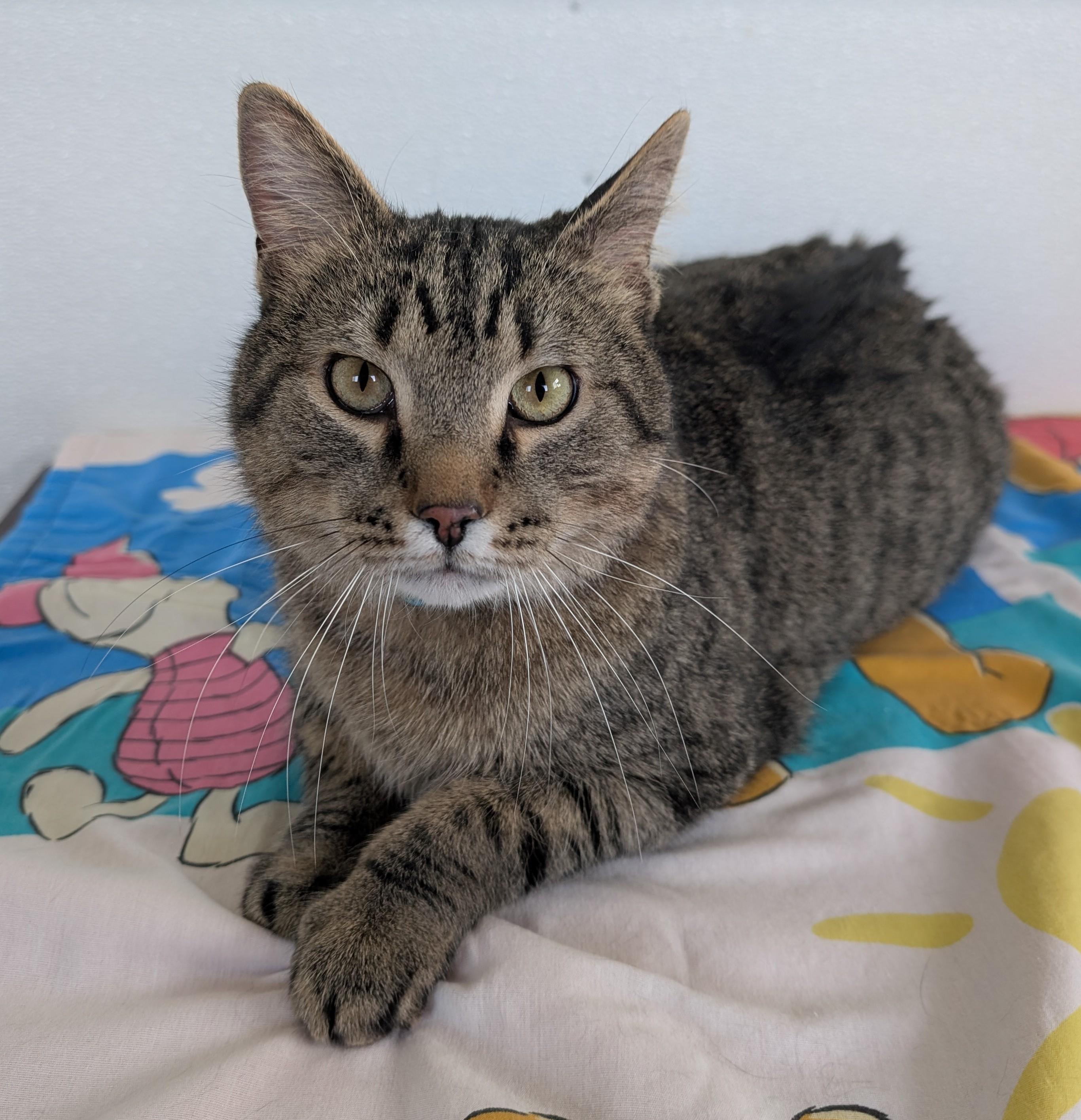 Teddy, adopted, Adult Male Domestic Short Hair.