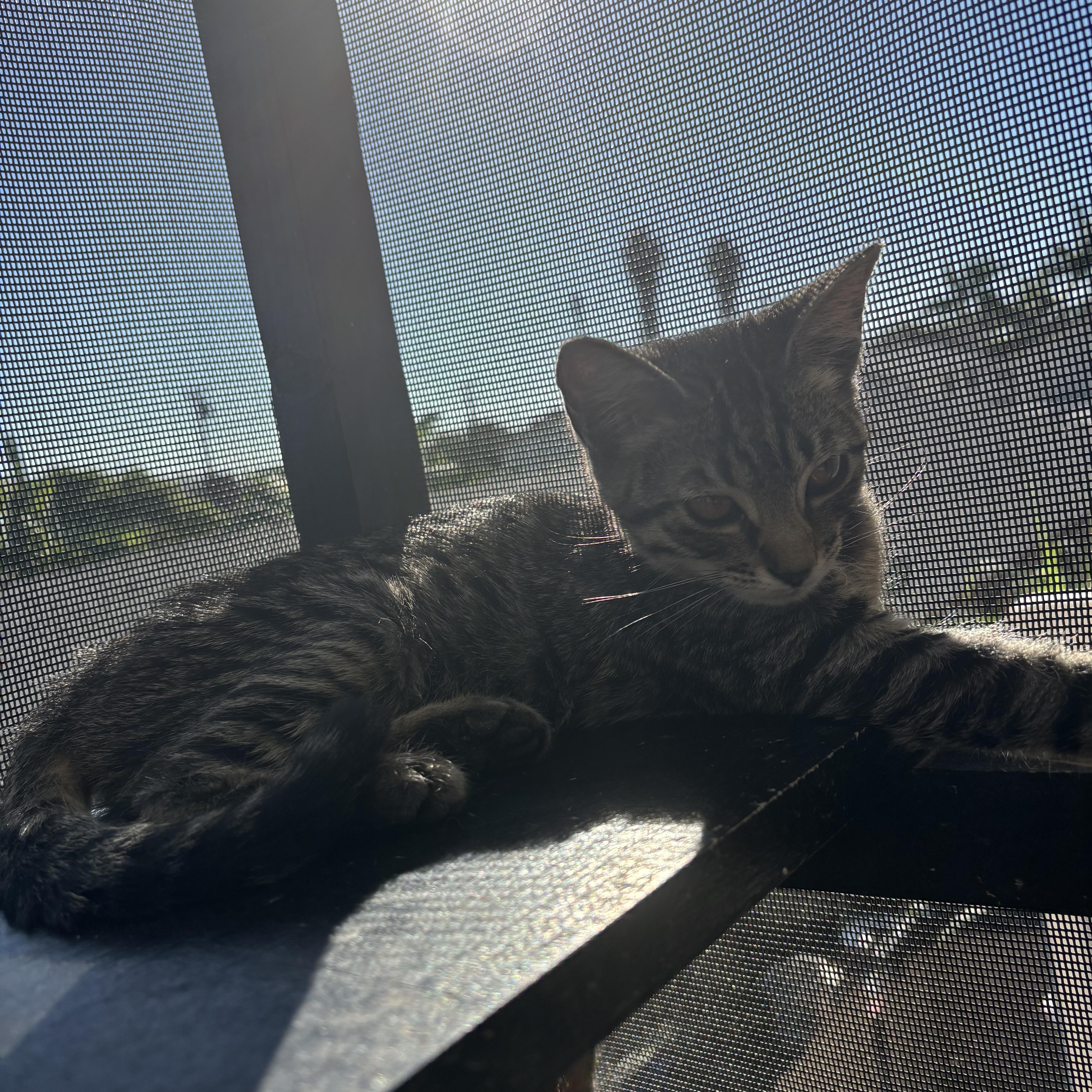 Enlarge Aspen, a Adoptable Tabby in Costa Mesa, CA image 3/3