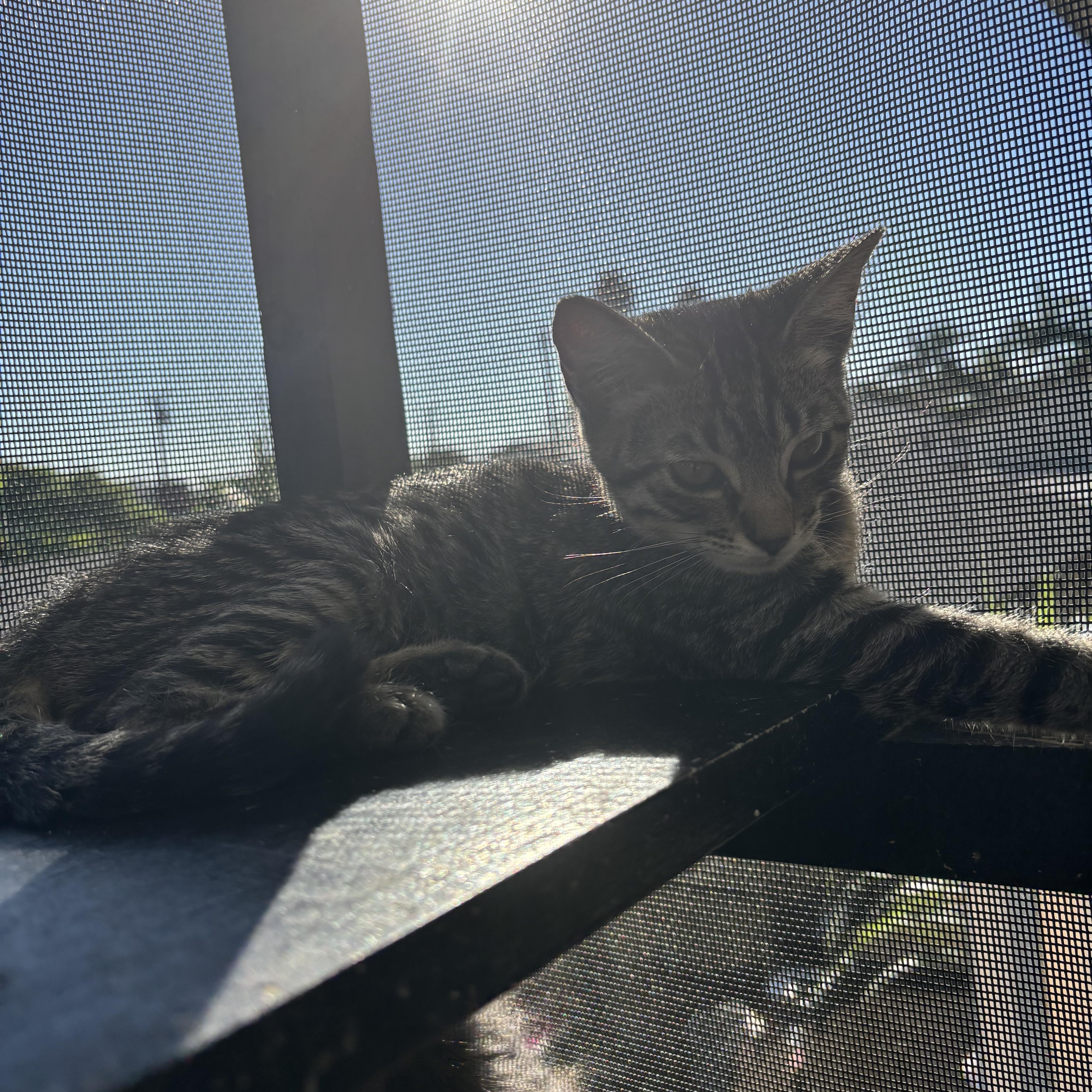 Enlarge Aspen, a Adoptable Tabby in Costa Mesa, CA image 2/3