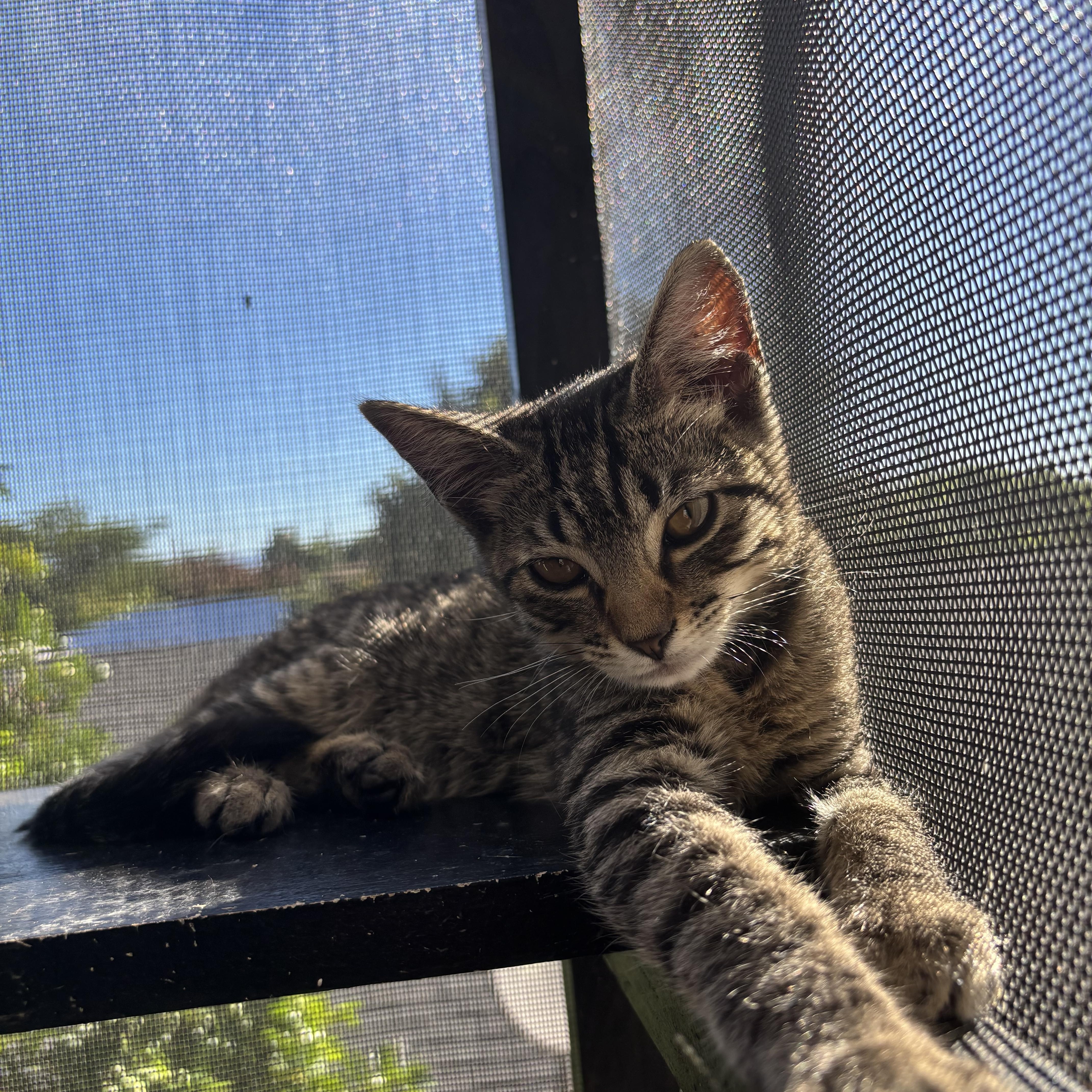 Aspen, Adoptable, Kitten Female Tabby.