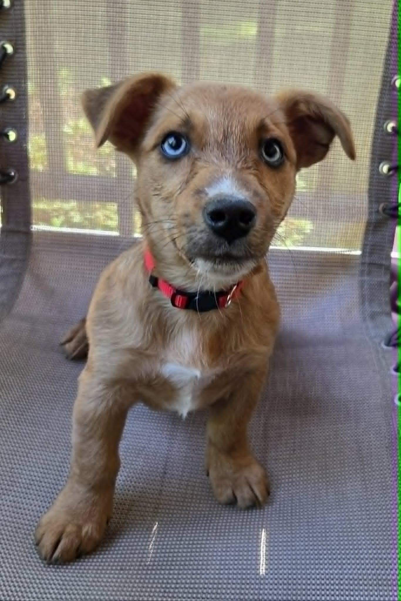 Enlarge Sookie, an adopted Mixed Breed in Millersville, MD image 1/1
