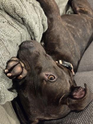 Alese (155496) (In a foster home), an adopted Pit Bull Terrier in Baton Rouge, LA image 5/6