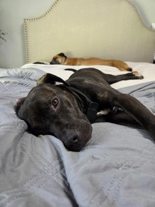 Alese (155496) (In a foster home), an adopted Pit Bull Terrier in Baton Rouge, LA image 6/6