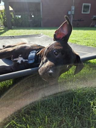 Alese (155496) (In a foster home), an adopted Pit Bull Terrier in Baton Rouge, LA image 2/6