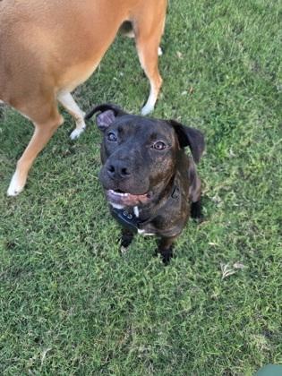 Alese (155496) (In a foster home), adopted, Young Female Pit Bull Terrier.