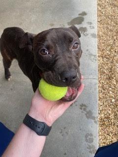 Alese (155496) (In a foster home), an adopted Pit Bull Terrier in Baton Rouge, LA image 4/6