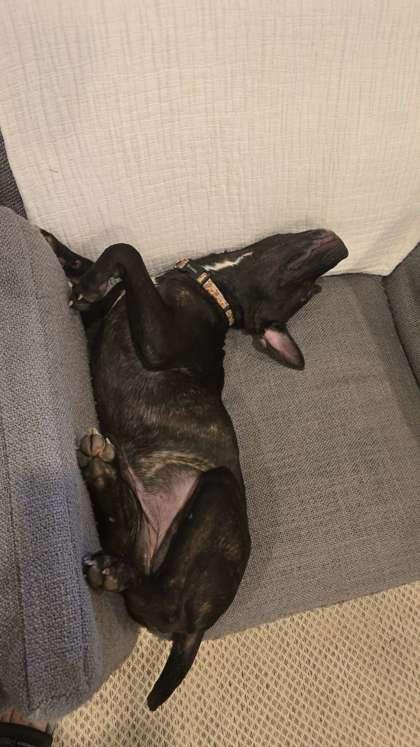 Alese (155496) (In a foster home), an adopted Pit Bull Terrier in Baton Rouge, LA image 3/6