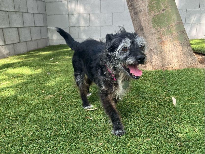 Tippy, Adoptable, Senior Female Terrier.