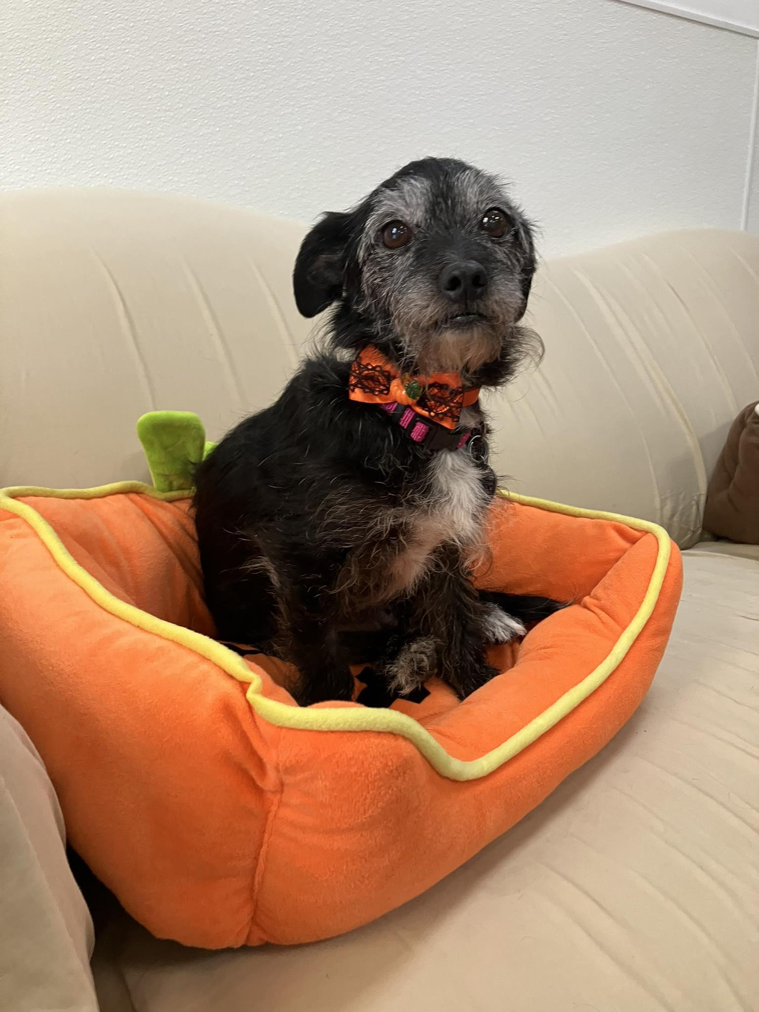 Tippy, a Adoptable mixed breed in Scottsdale, AZ image 2/5