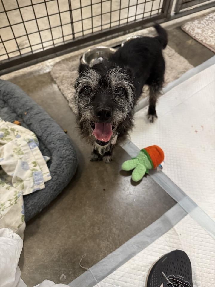 Tippy, a Adoptable mixed breed in Scottsdale, AZ image 3/5