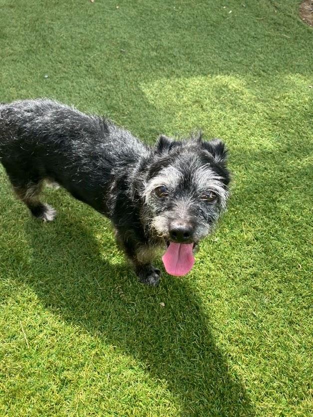 Tippy, a Adoptable mixed breed in Scottsdale, AZ image 5/5