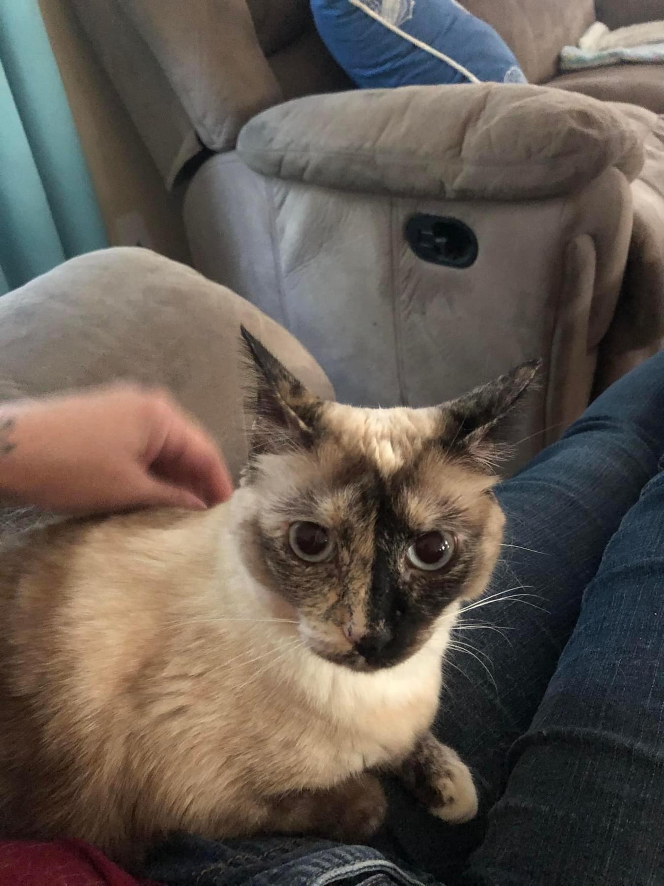 Unique aka Uni, Adopted, Adult Female Domestic Short Hair & Siamese.