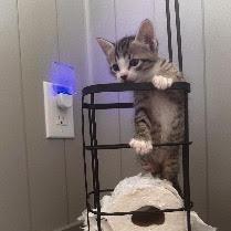 Bella, a Adoptable Domestic Short Hair in Panama City Beach, FL image 2/6