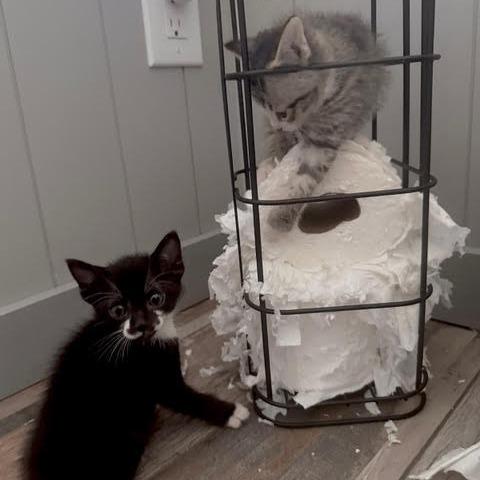 Bella, a Adoptable Domestic Short Hair in Panama City Beach, FL image 3/6