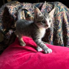 Bella, a Adoptable Domestic Short Hair in Panama City Beach, FL image 5/6