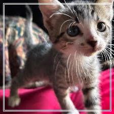 Bella, Adoptable, Kitten Female Domestic Short Hair.