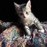 Bella, a Adoptable Domestic Short Hair in Panama City Beach, FL image 6/6