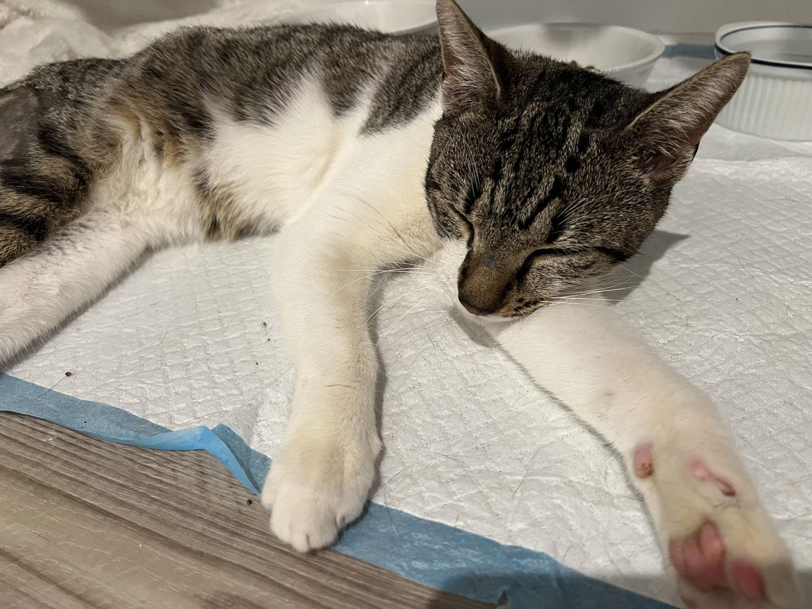 Enlarge Pumpkin, a Adoptable Domestic Short Hair in Naples, FL image 1/3