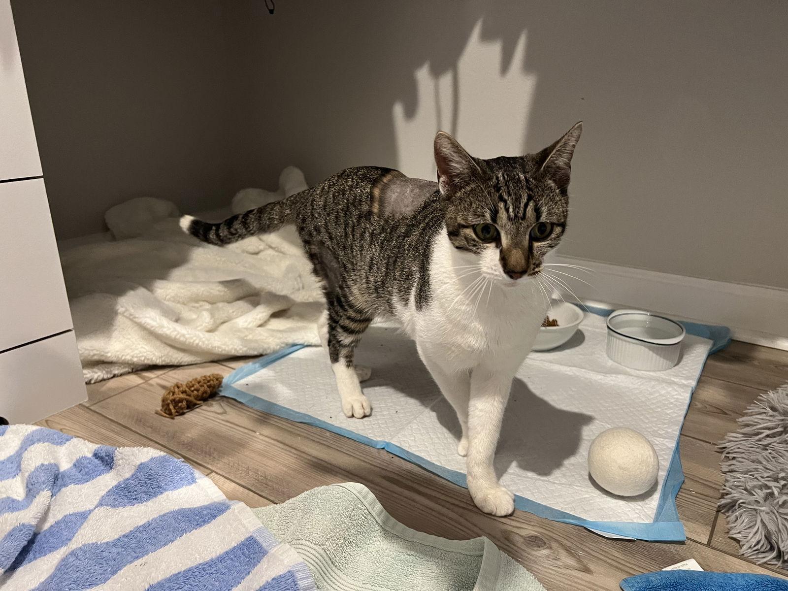 Enlarge Pumpkin, a Adoptable Domestic Short Hair in Naples, FL image 2/3