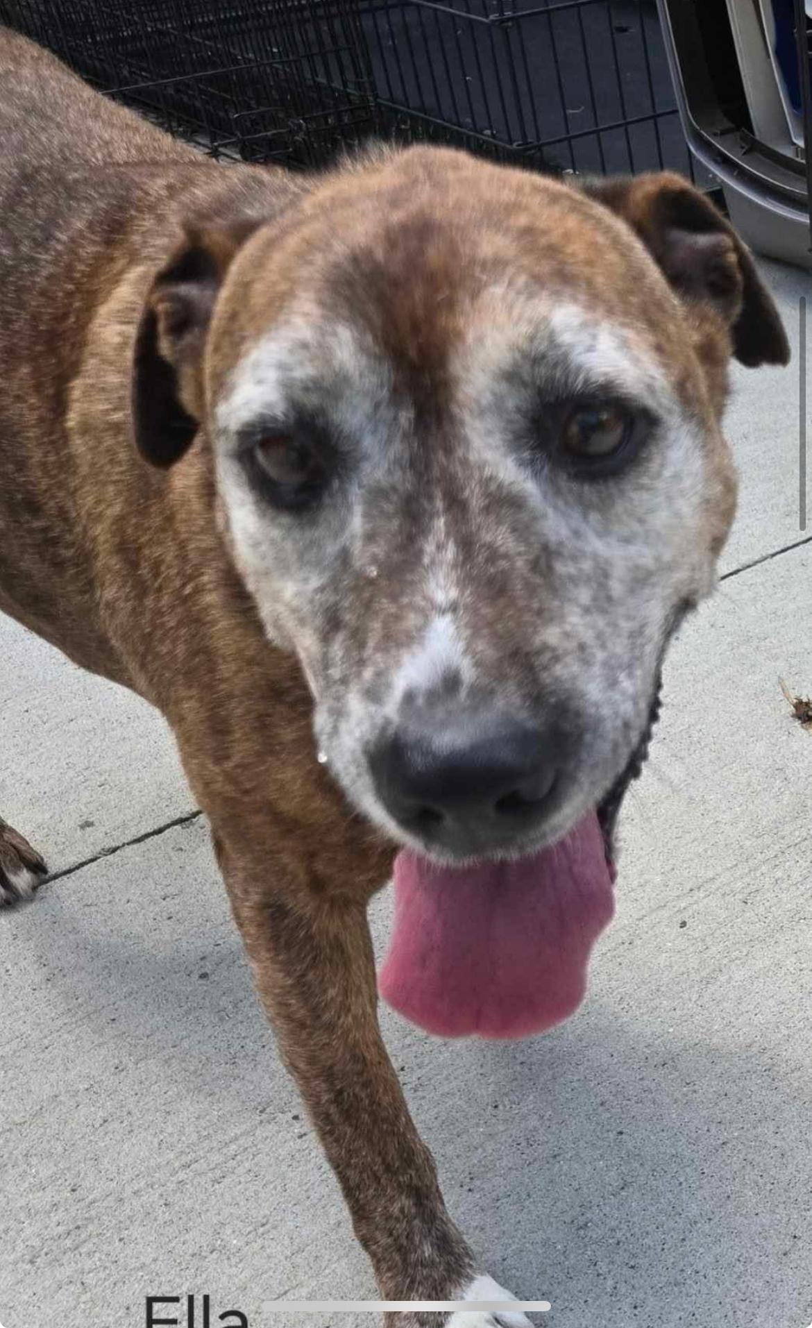 Ella the senior cs