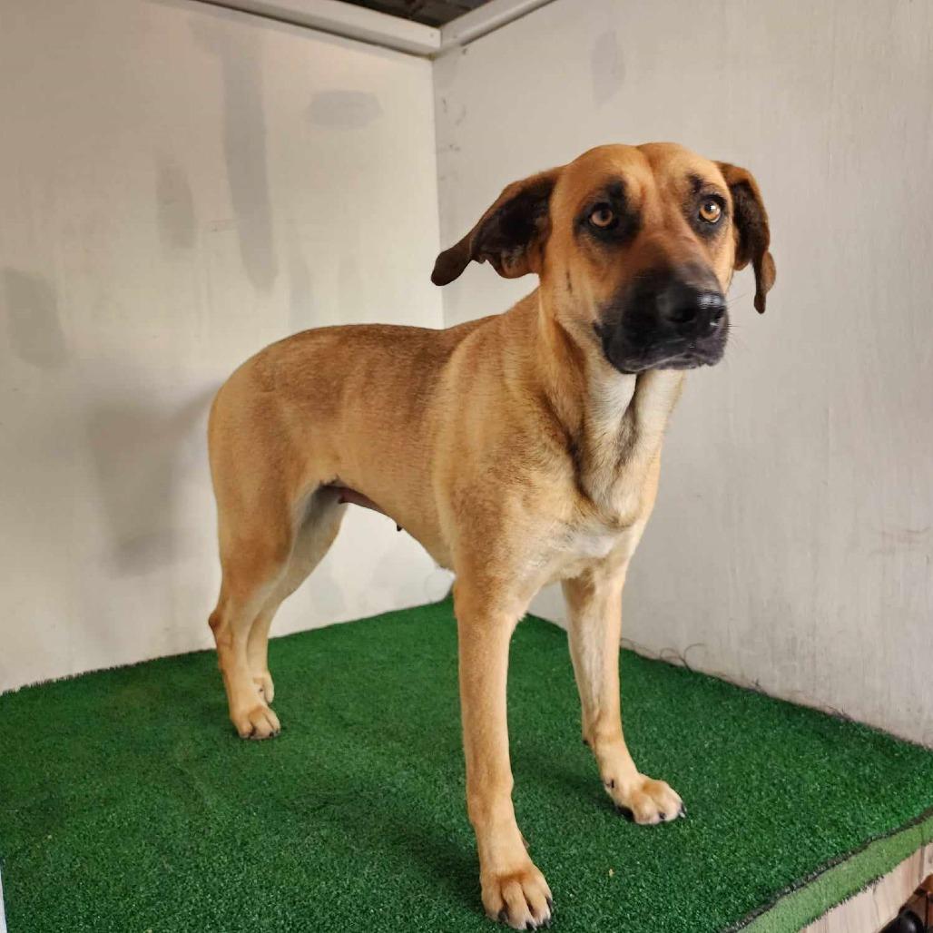 Kimber — thumbnail 3