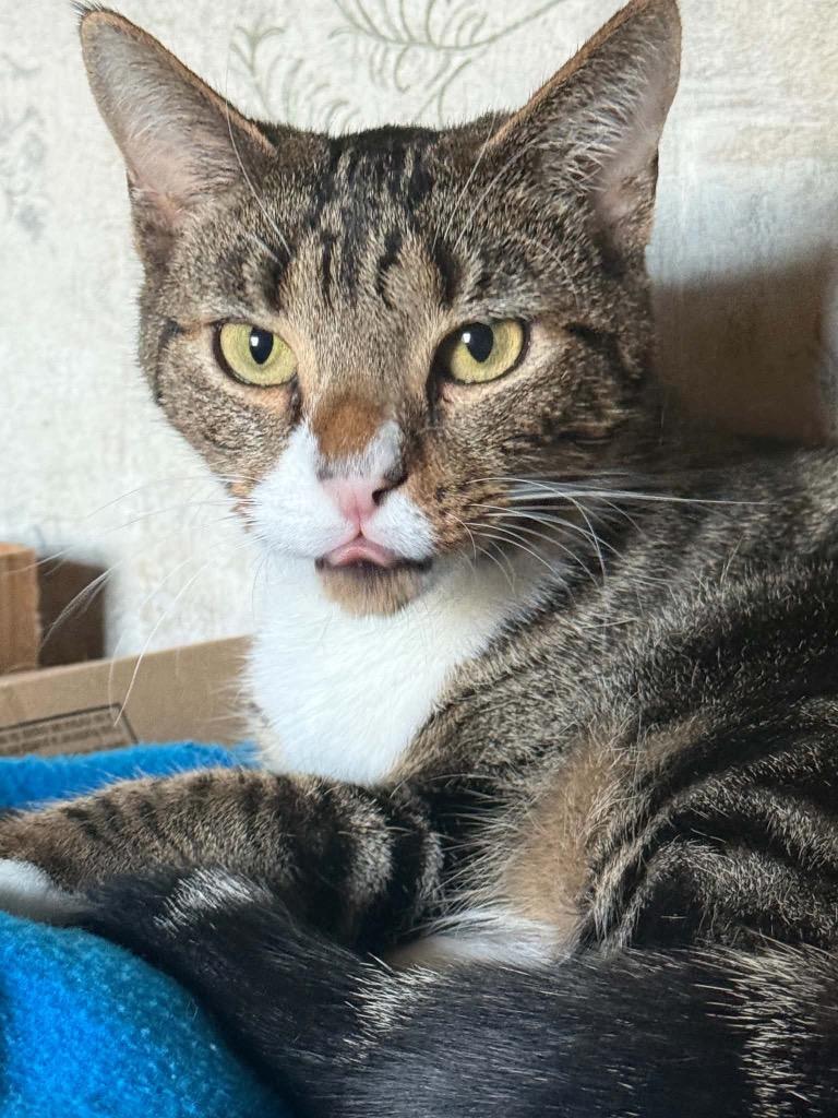 Enlarge Dolly, a Adopted Domestic Short Hair in Gorham, ME image 1/1